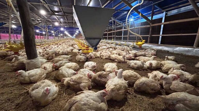 Kementan kendalikan produksi demi stabilitas harga ayam hidup