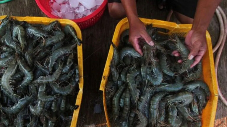 KKP: RI Tetap Bisa Ekspor Udang ke AS Meski Ada Pengetatan Impor