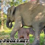 Kemenhut umumkan kelahiran seekor anak gajah di TN Way Kambas.
