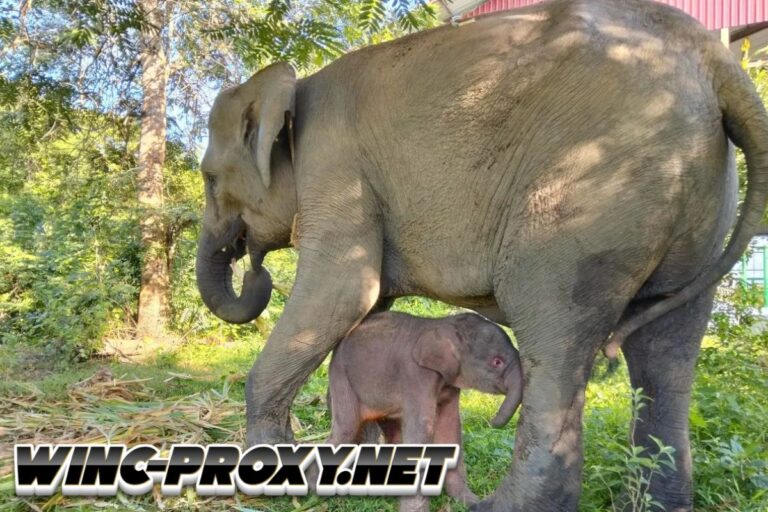 Kemenhut umumkan kelahiran seekor anak gajah di TN Way Kambas.