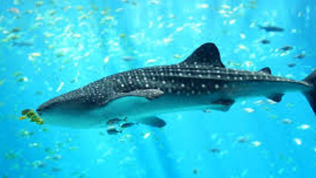 Ekspedisi OceanX Ungkap Habitat Paus dan Lumba-lumba di Sumatera