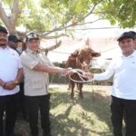Bantuan Sapi Meugang Rp72,75 Miliar Disalurkan ke Aceh
