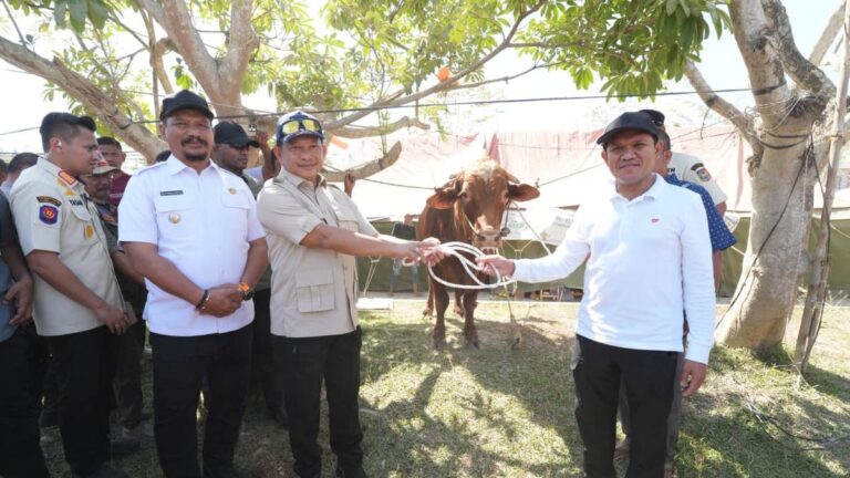 Bantuan Sapi Meugang Rp72,75 Miliar Disalurkan ke Aceh